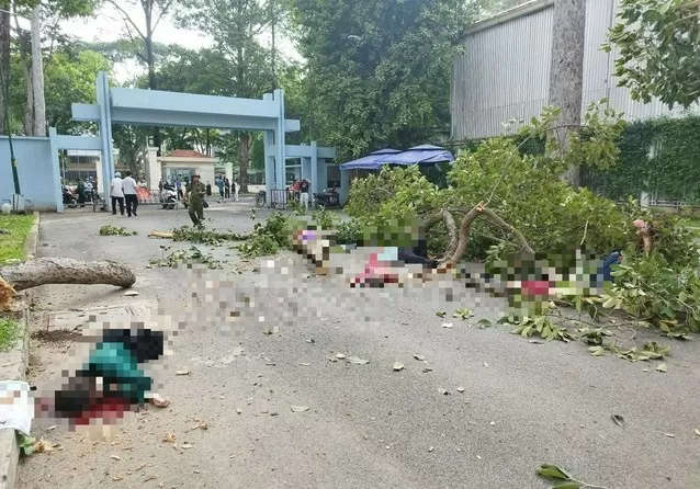 TP. Hồ Chí Minh: Gãy cây tại Công viên Tao Đàn, 2 người tử vong, 3 người bị thương nặng