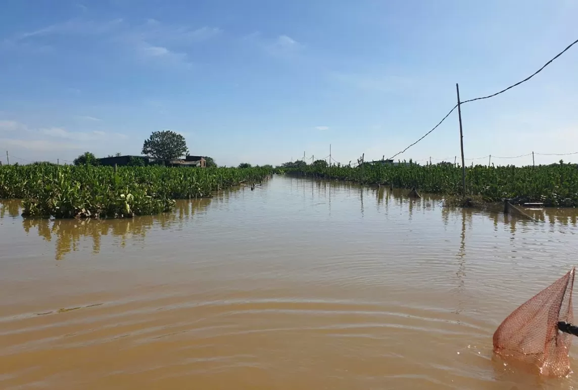 Hà Nội: Hàng trăm tỷ ngâm trong nước, người trồng cây phật thủ khóc ròng lo mất Tết