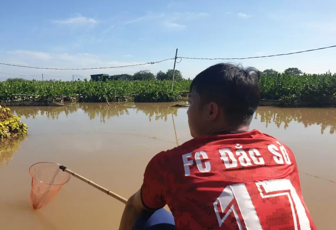 Hà Nội: Hàng trăm tỷ ngâm trong nước, người trồng cây phật thủ khóc ròng lo mất Tết