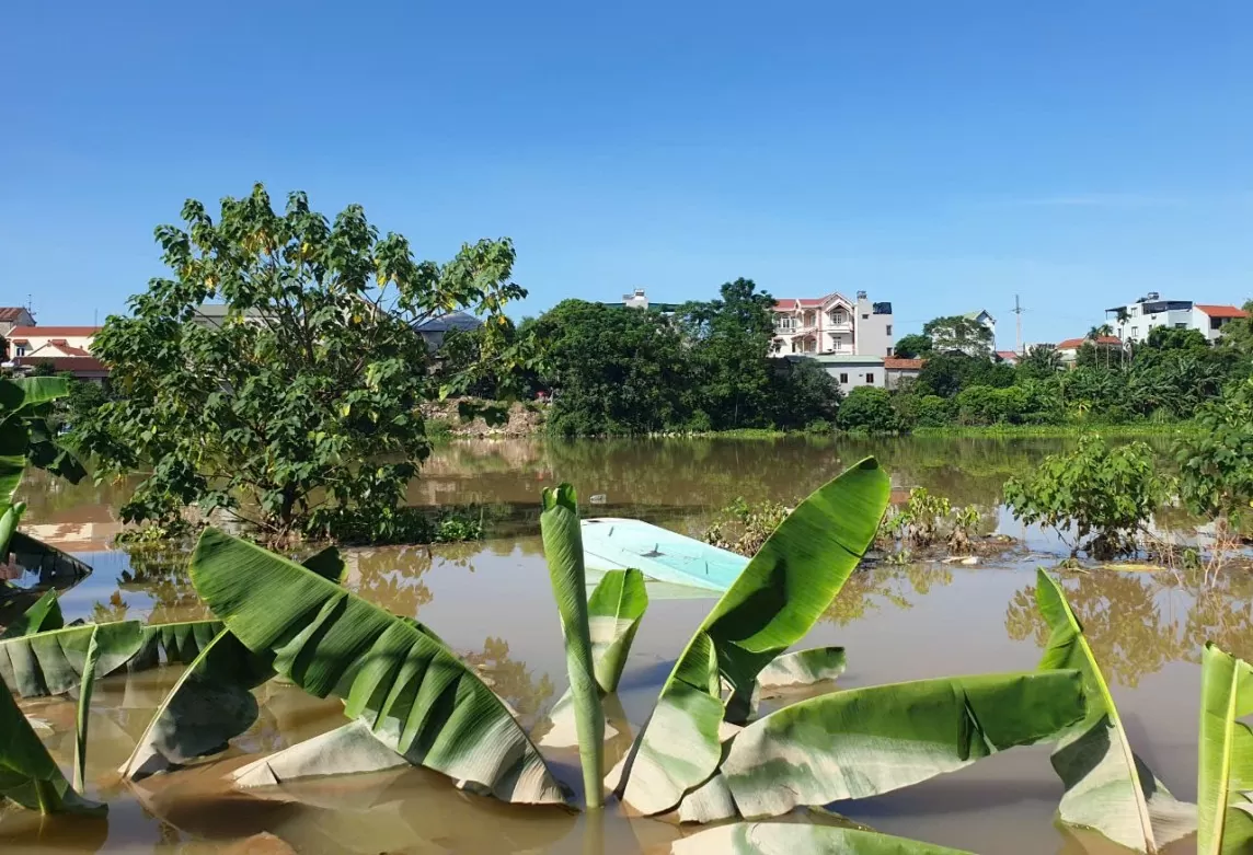 Hà Nội: Hàng trăm tỷ ngâm trong nước, người trồng cây phật thủ khóc ròng lo mất Tết