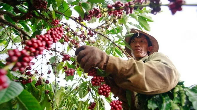 Dự báo giá cà phê ngày 10/8/2024: