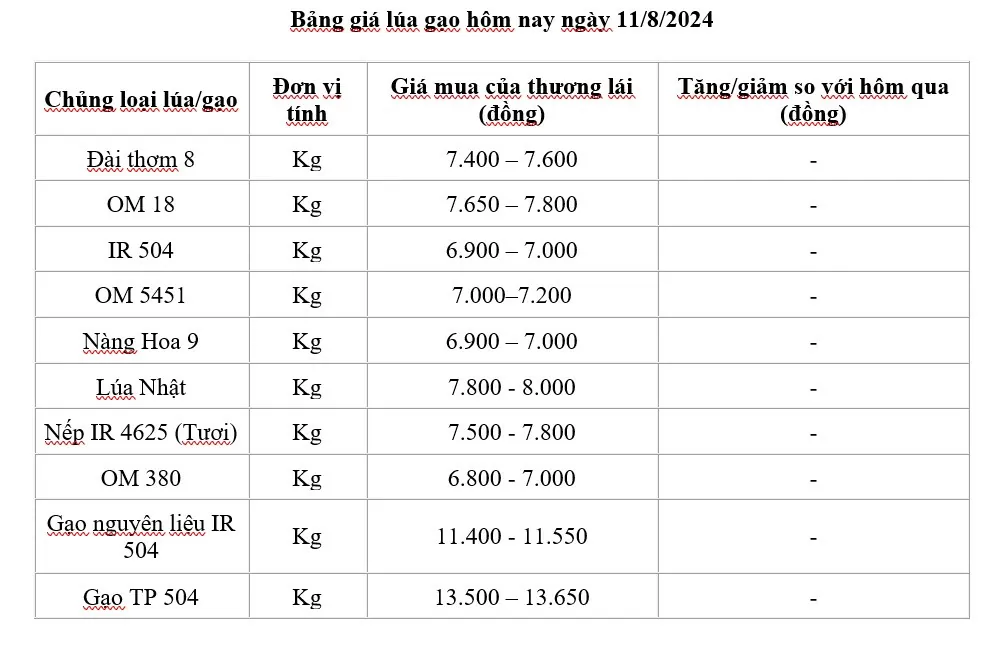 Giá lúa gạo hôm nay ngày 11/8/2024: Ổn định, giá lúa không biến động nhiều