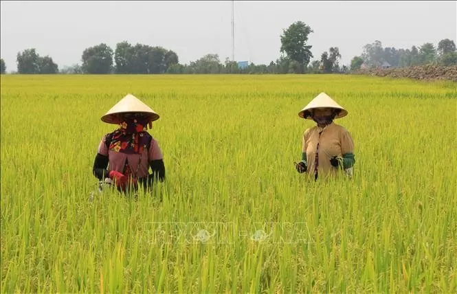 Giá lúa gạo hôm nay ngày 11/8/2024: Giá lúa neo cao, giá gạo xuất khẩu ở mức cao