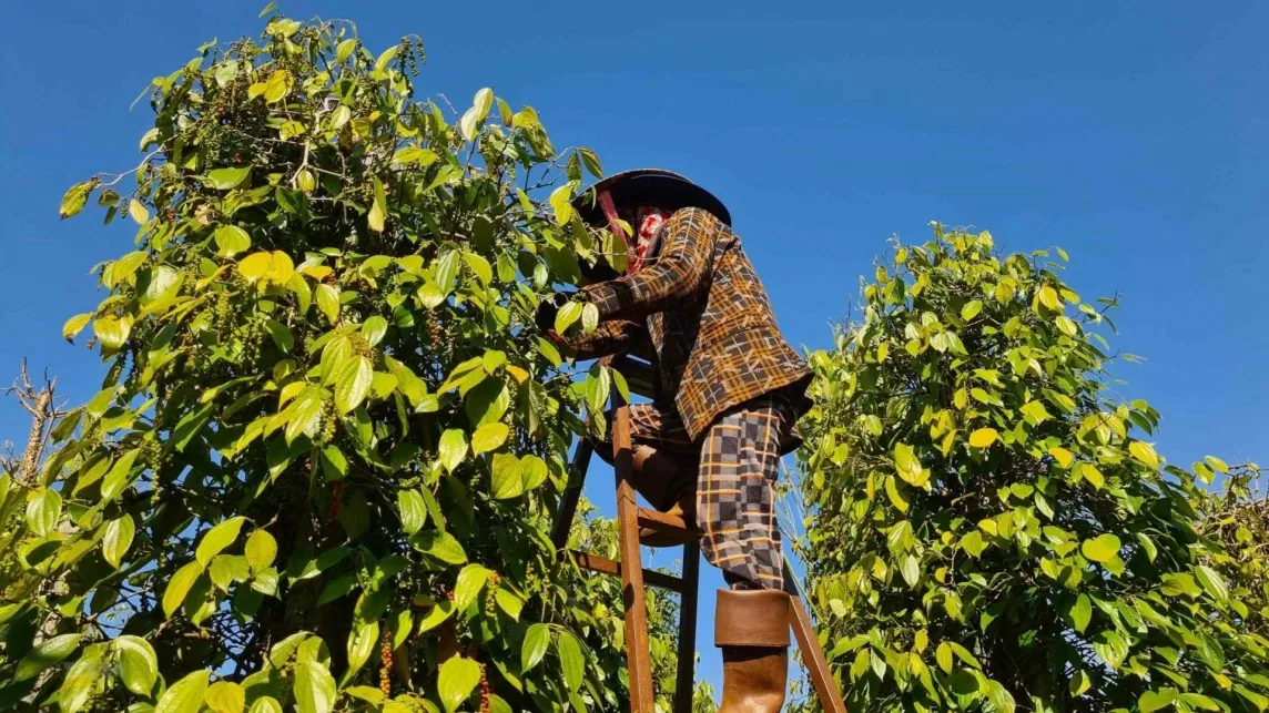 Giá tiêu hôm nay 12/8/2024: Duy trì đà tăng ở các địa phương, tiêu Brazil bất ngờ giảm mạnh