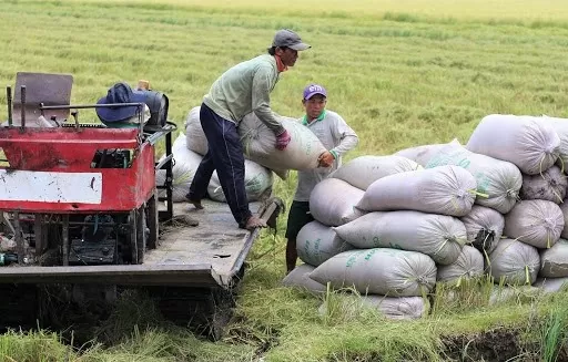 Giá lúa gạo hôm nay ngày 12/8/2024: Giá gạo tăng 50