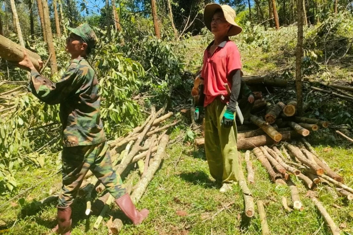 Hoà Bình: Người dân thoát nghèo nhờ trồng keo xuất khẩu