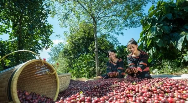 Giá cà phê hôm nay 13/8/2024: Trong nước giảm nhẹ, giá Robusta hướng tới mốc lịch sử