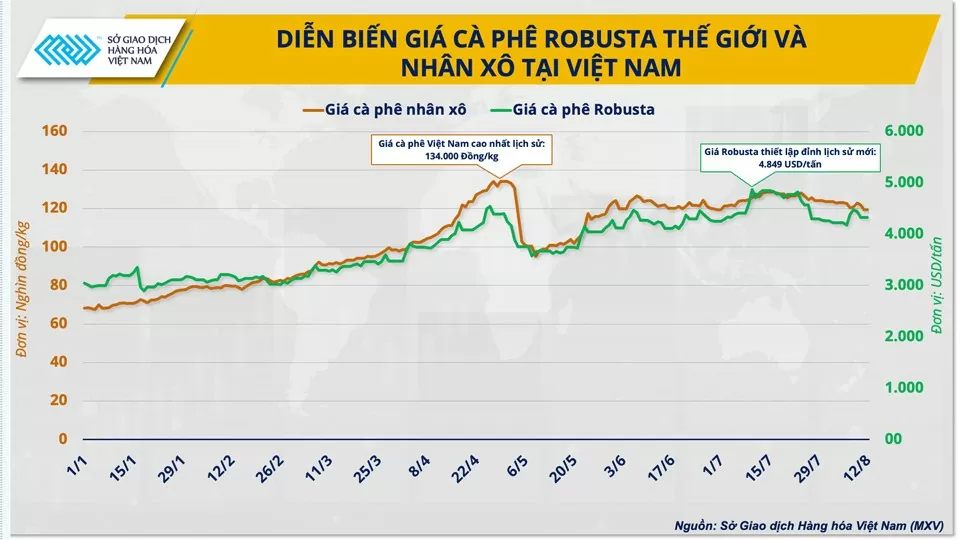 Giá cà phê trong nước ‘lệch nhịp’ với thế giới