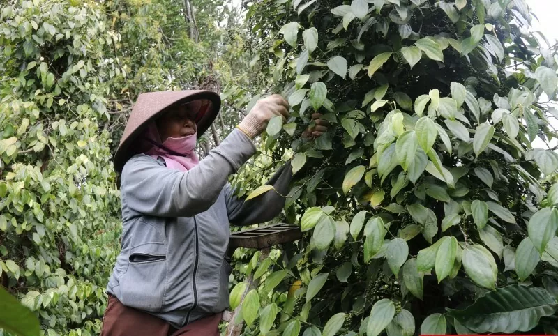 Dự báo giá tiêu ngày 15/8/2024: Tăng mạnh trở lại