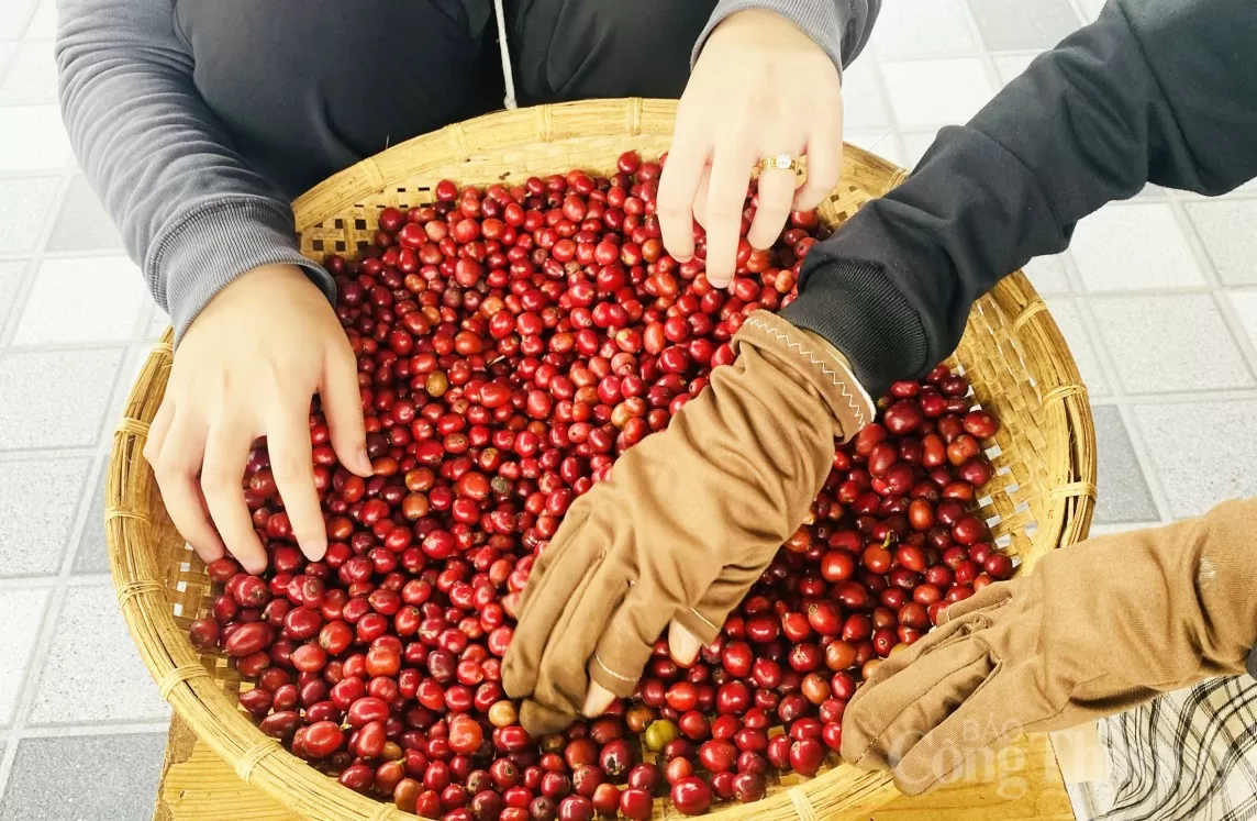 Dự báo giá cà phê 16/8/2024: