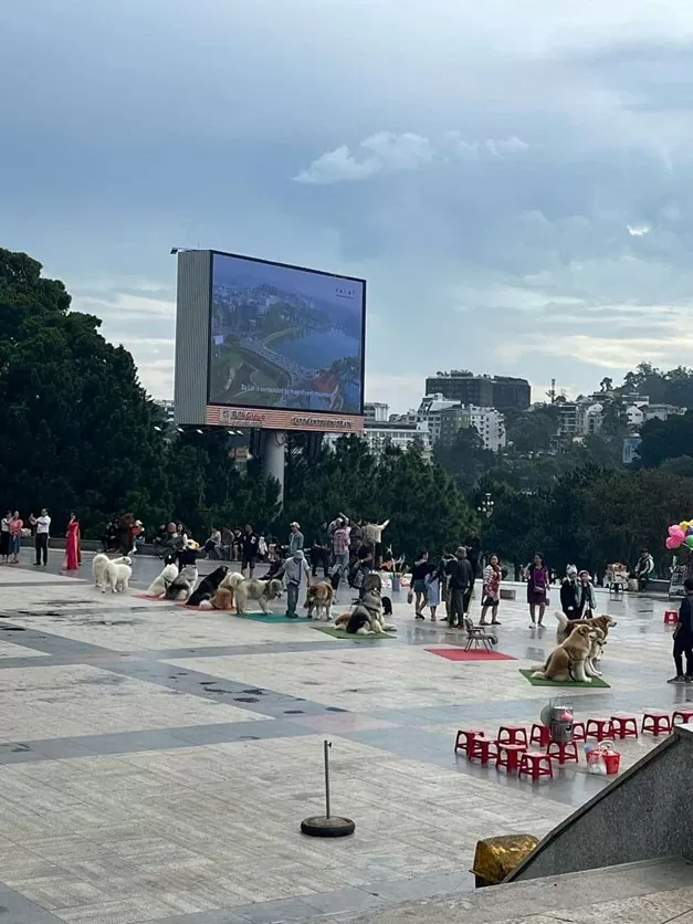 Cộng đồng mạng lên án việc đánh đập, hành hạ vật nuôi tại quảng trường trung tâm Đà Lạt