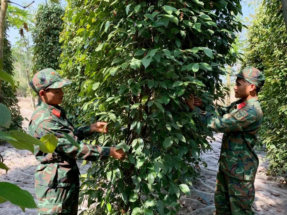 Dự báo giá tiêu ngày 18/8/2024: Tăng vùn vụt, đỉnh mới có được thiết lập?