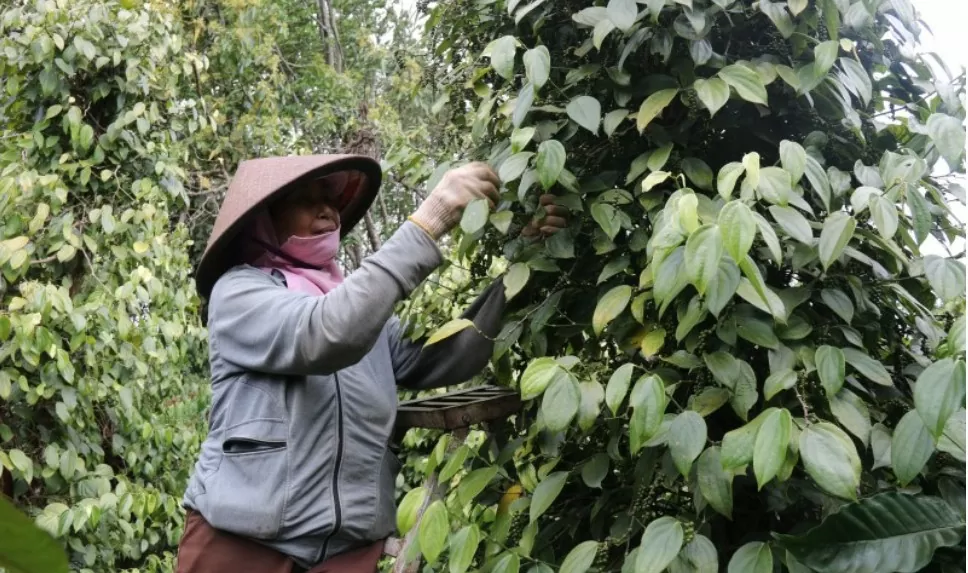 Giá tiêu hôm nay 19/8/2024: Thu mua cao nhất tại Đắk Lắk, dự báo giá tiêu tăng mạnh trong tuần này