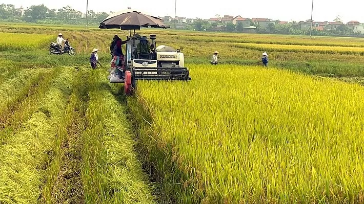 Giá lúa gạo hôm nay 19/8/2024: Giá gạo giảm 50