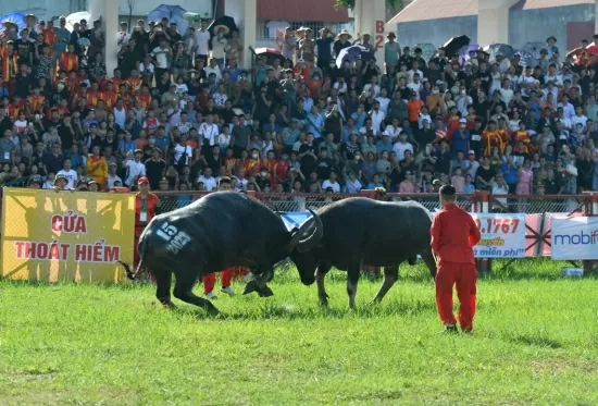 Phát hành 18.000 vé miễn phí tham dự Lễ hội Chọi trâu Đồ Sơn 2024