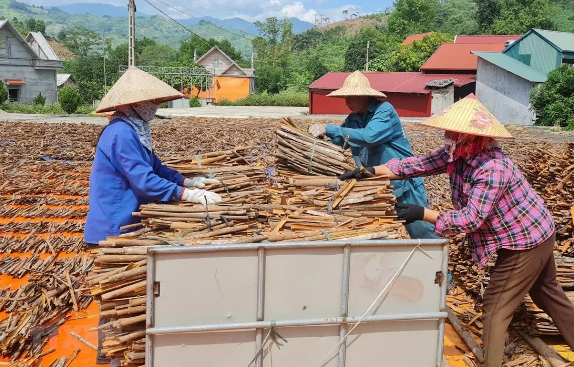 Hiệp định UKVFTA - 'đòn bẩy' xúc tiến xuất khẩu quế Yên Bái