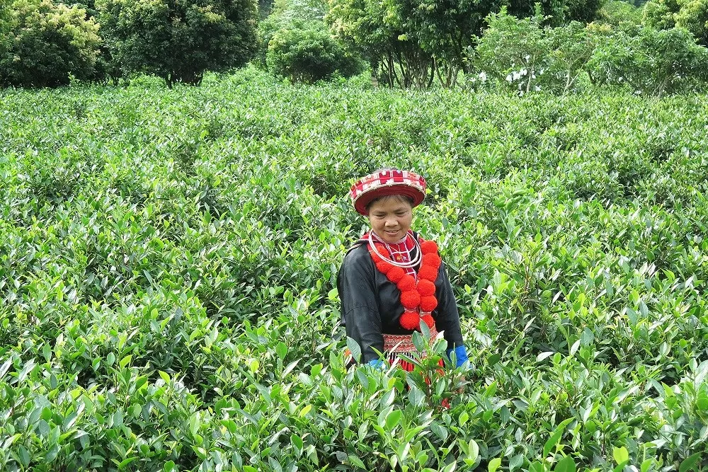 Huyện Bạch Thông – Bắc Kạn: Xây dựng chuỗi sản xuất, tiêu thụ nông sản bền vững