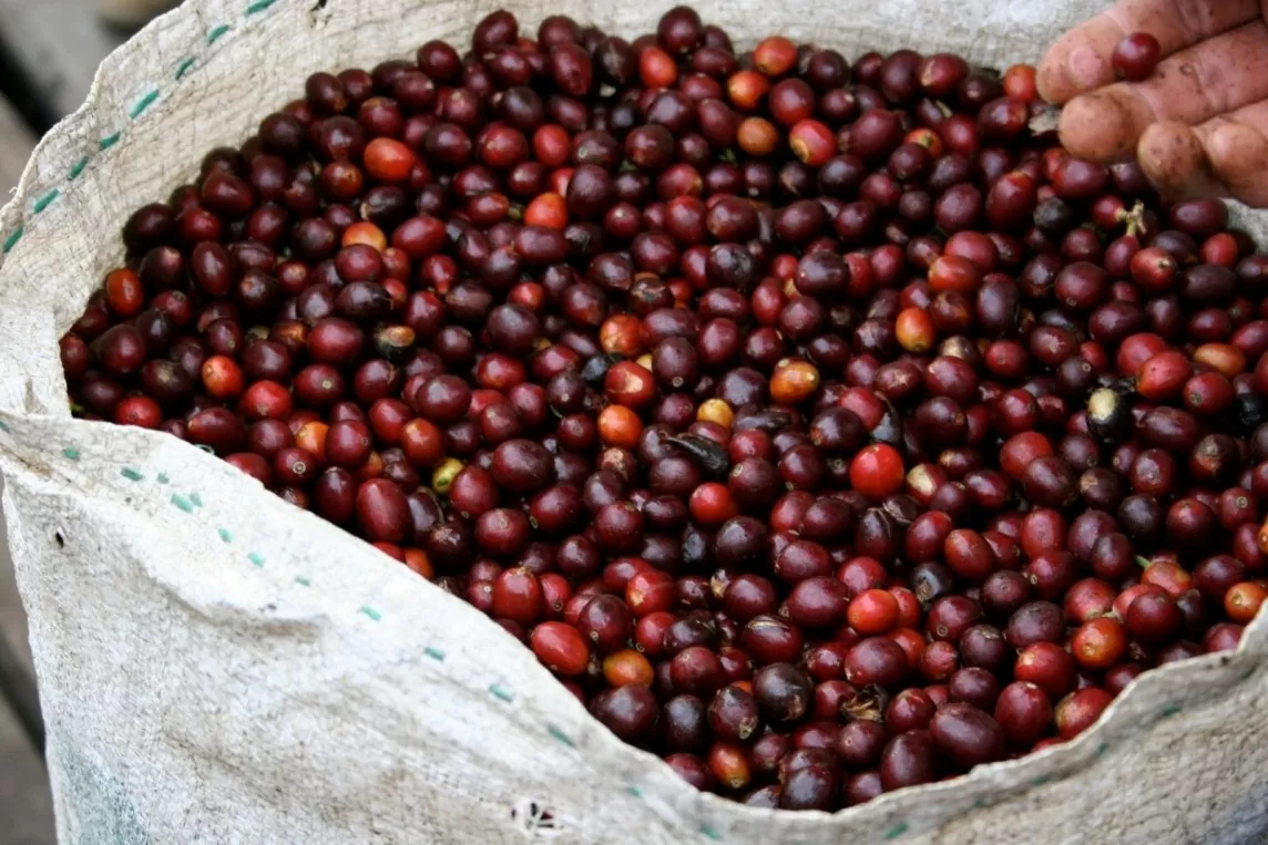 Giá cà phê Robusta phá vỡ kỷ lục tạo mức đỉnh lịch sử mới khi gần tiến tới mốc 5.000 USD/tấn.