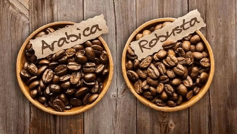 Phân biệt Arabica và cà phê Robusta khác nhau như thế nào ?