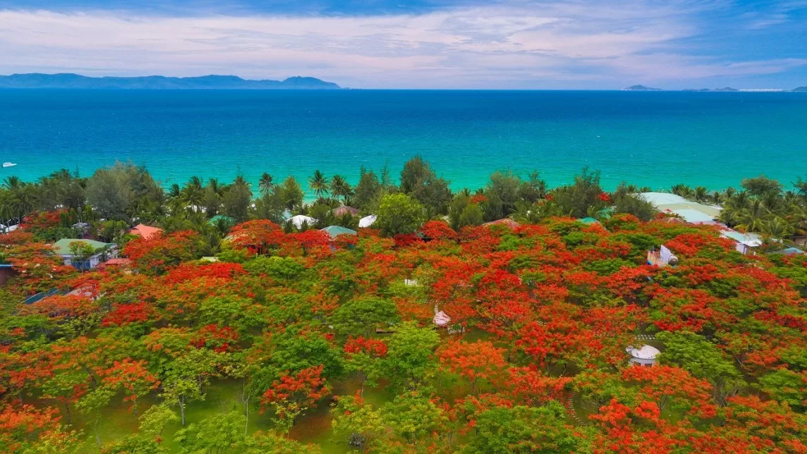 Bức tranh màu sắc tươi đẹp của rừng phượng hơn 3,5 hecta tại TTC Van Phong Bay Resort và biển Dốc Lết.