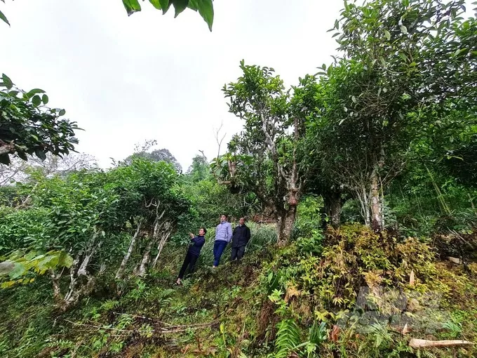 Hà Giang: Xây dựng chuỗi giá trị cho các sản phẩm nông sản địa phương