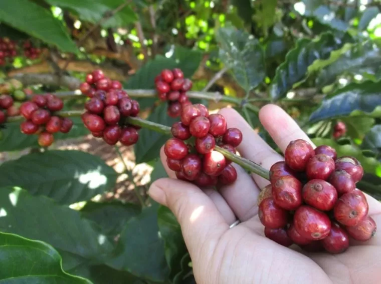 Giá cà phê hôm nay 26/8/2024: Trong nước duy trì đà tăng, cà phê Robusta cao nhất 15 năm trở lại đây