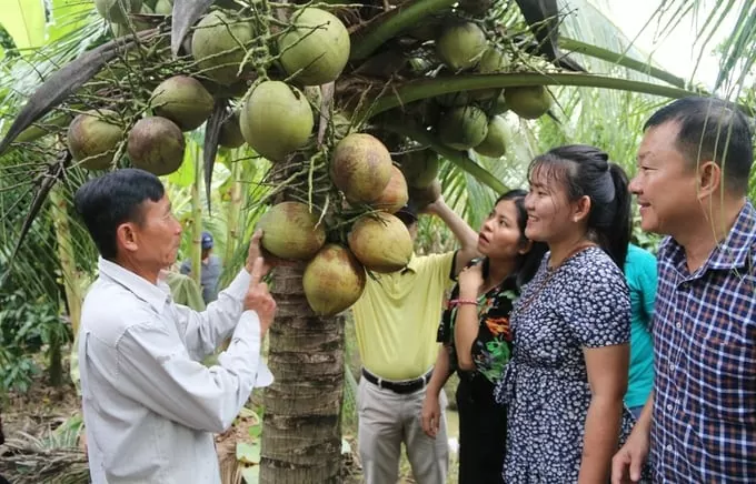 Kim ngạch xuất khẩu dừa tươi của Việt Nam có thể vượt mốc 1 tỷ USD