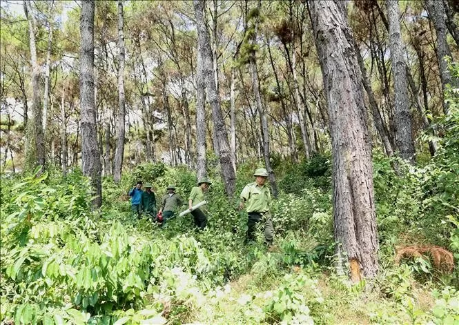 Quy hoạch lâm nghiệp: Giá trị xuất khẩu đồ gỗ và lâm sản đạt 25 tỷ USD vào năm 2030