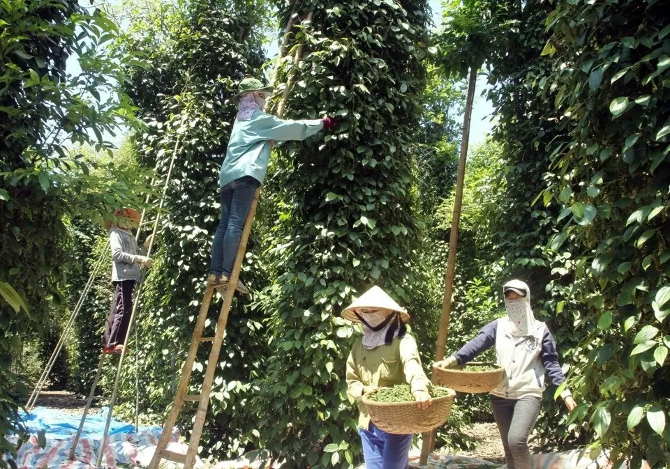 Dự báo giá tiêu 27/8/2024: Cuối năm dự báo sẽ có chu kỳ tăng kéo dài?