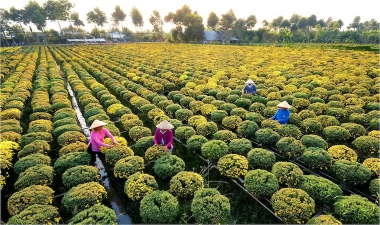 Làng hoa Sa Đéc  dành cho ai yêu thích hoa. Ảnh Dongthap.gov.vn