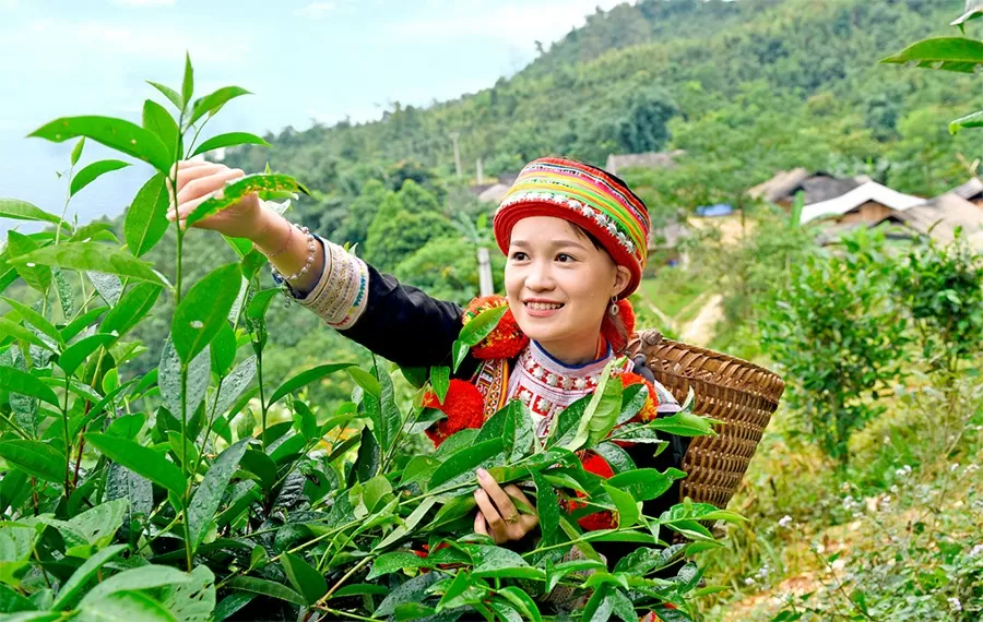 Tuyên Quang: Chè Shan tuyết Na Hang thành công… nhờ chuyển đổi số