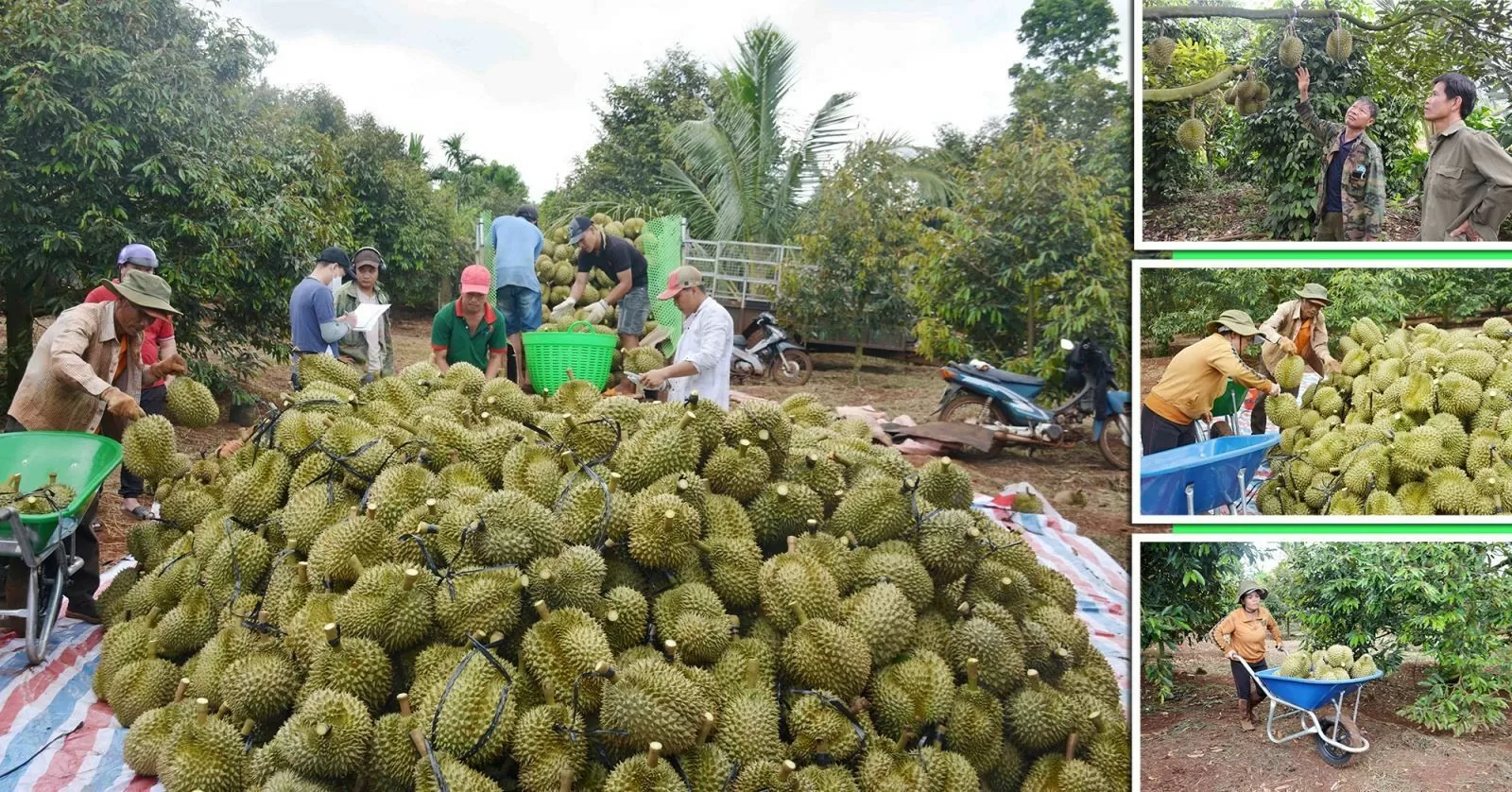 Nông dân Đắk Lắk vào chính vụ thu hoạch sầu riêng. (Ảnh: TTXVN)