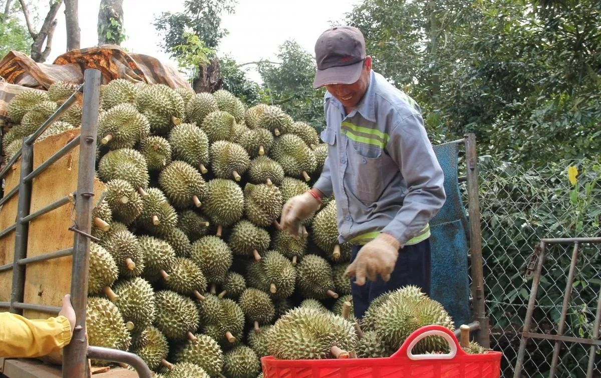 Bài 1: Sầu riêng