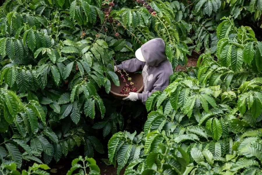 Giá cà phê hôm nay 29/8/2024: Tăng cao trong nước và thế giới; sản lượng cà phê của Việt Nam giảm sâu