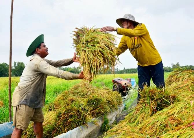 Giá lúa gạo hôm nay 29/8/2024: Giá gạo giảm 150