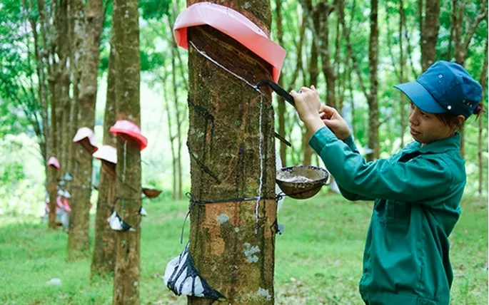 Giá cao su ngày 29/8: Giá cao su kỳ hạn điều chỉnh trái chiều