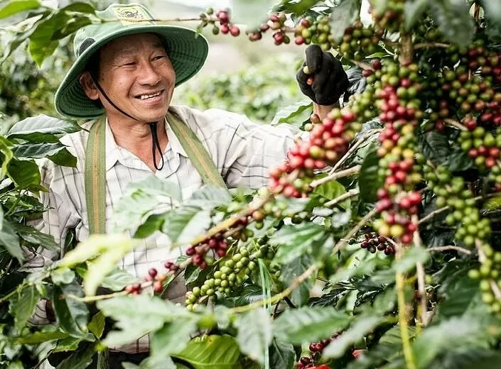 Trong khi giá Robusta và Arabica thế giới sụt giảm, giá cà phê nội địa vẫn neo ở mức cao