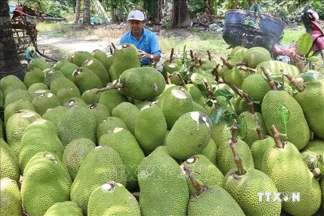 Giá nông sản hôm nay 31/8: Tiêu quay đầu tăng mạnh; mít Thái tăng giá từ 10.000 - 12.000 đồng/kg