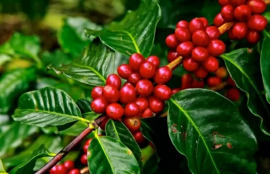 Giá Robusta tăng mạnh, Arabica chững lại: Thị trường cà phê thế giới còn biến động?