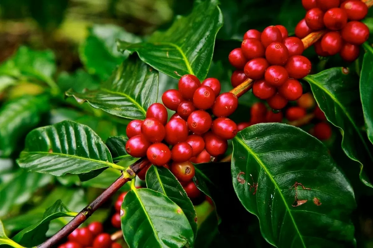 Giá Robusta tăng mạnh, Arabica chững lại: Thị trường cà phê thế giới còn biến động?