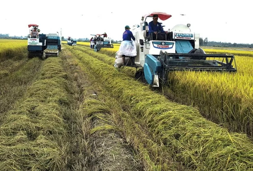 Cần Thơ: Nông dân hướng đến mùa lúa thu đông thắng lợi