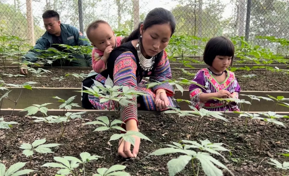 Sâm Ngọc Linh Sơn La: Tạo sinh kế bền vững cho bà con đồng bào dân tộc