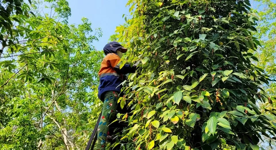 Dự báo giá tiêu 6/9/2024: