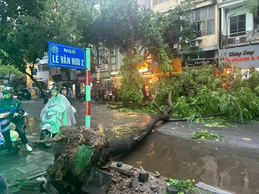 Siêu bão Yagi quật bung gốc cây đè chết người đi đường: Công an khuyến cáo gì?