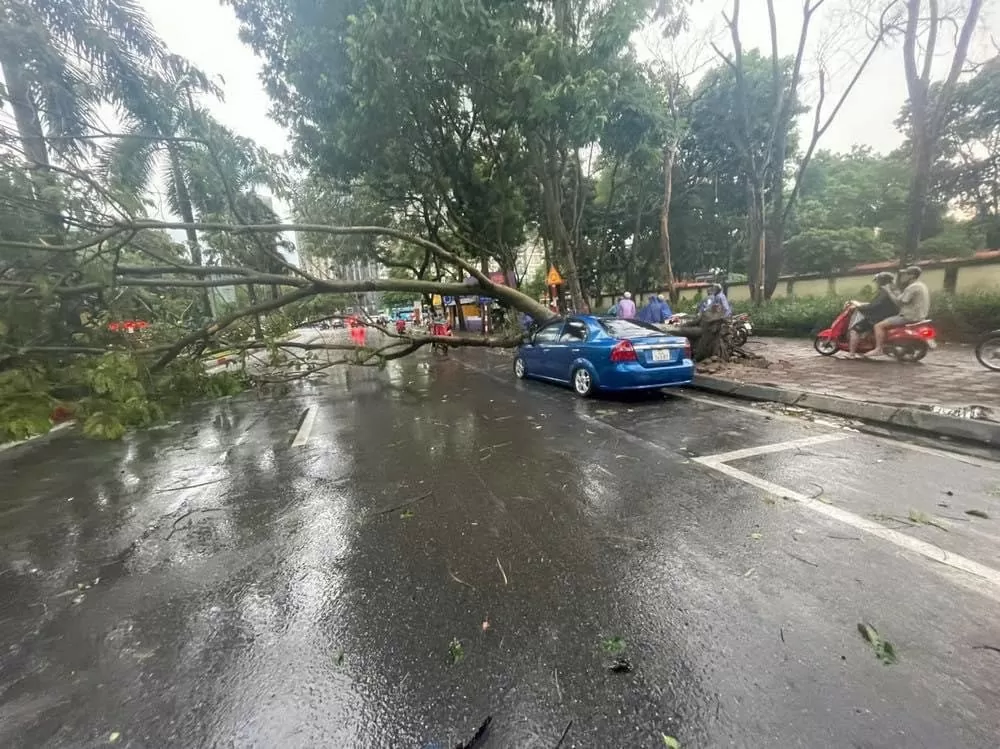 Siêu bão Yagi quật bung gốc cây đè chết người đi đường: Công an khuyến cáo gì?