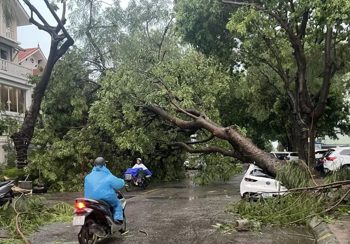 Siêu bão Yagi quật bung gốc cây đè chết người đi đường: Công an khuyến cáo gì?