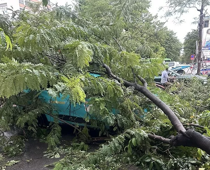 Siêu bão Yagi quật bung gốc cây đè chết người đi đường: Công an khuyến cáo gì?