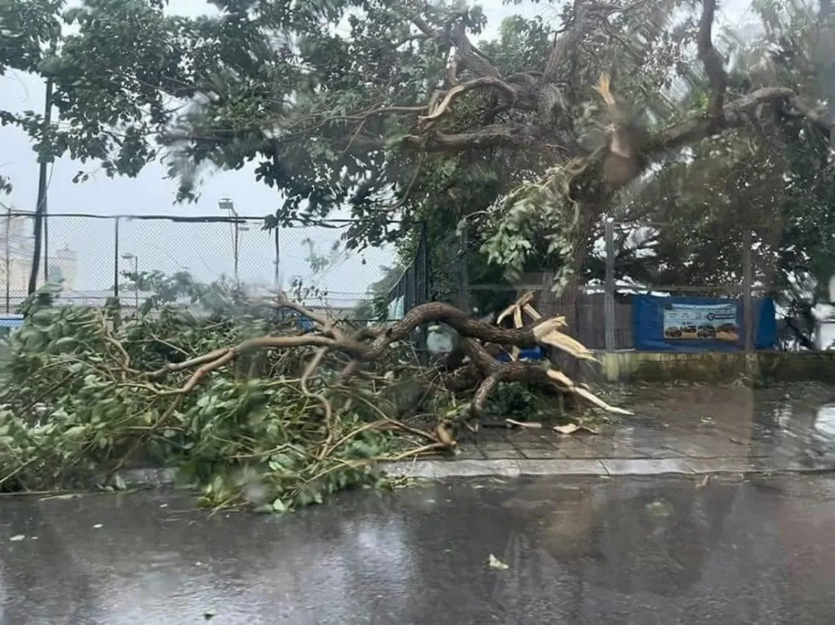 Bão Yagi đang vào Quảng Ninh gây mưa lớn, gió giật mạnh làm đổ cây cổ thụ tại thành phố Móng Cái (Ảnh: Bạn đọc cung cấp).