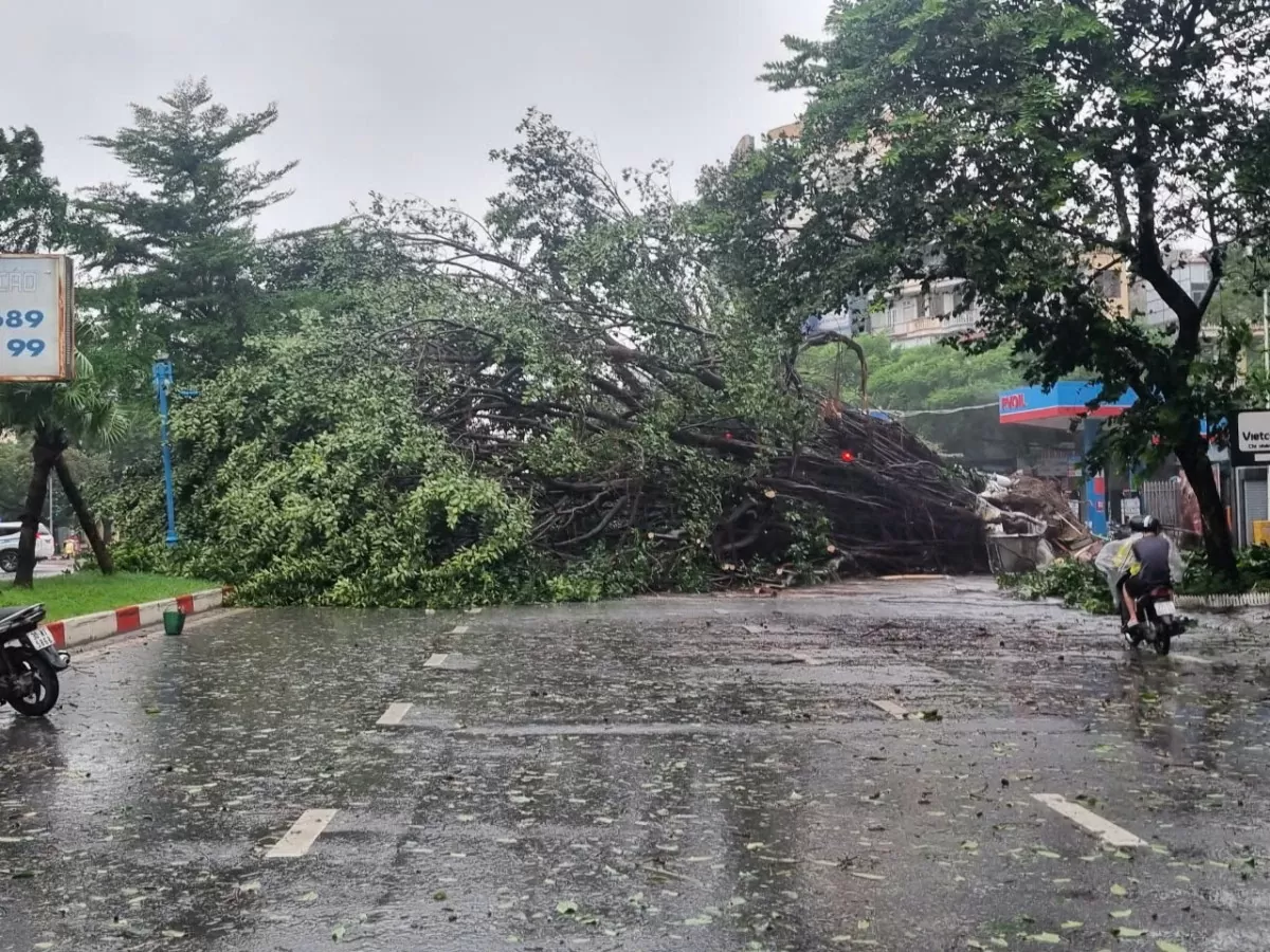 Hà Nội: 200 cây đổ, 7 người thương vong do bão số 3