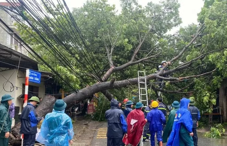 Hà Nội: Gần 3.000 cây xanh đổ, nhiều tuyến phố cây đổ như ngả rạ